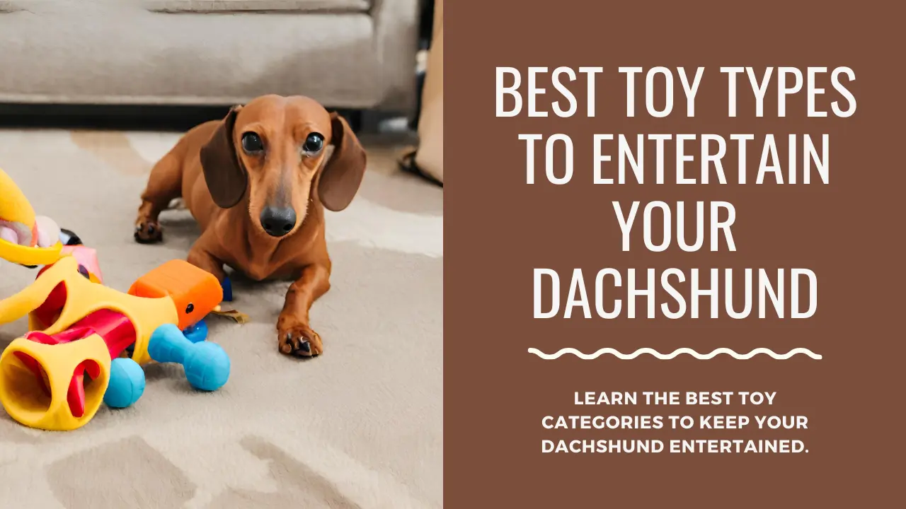 Best Toy Types to Entertain Your Dachshund